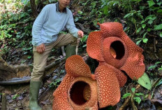Bunga Rafflesia Mekar Kembar di Liku 9 Kepahiang