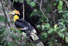 Burung Rangkong Papan! Makhluk Eksotis dengan Rahasia Menakjubkan, Bisa Bertahan Hingga 50 Tahun!