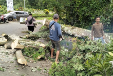 Pohon Besar Tumbang Tutupi Jalan Lintas Arga Makmur ke Daerah Ini, Ini update Informasi Terbarunya 