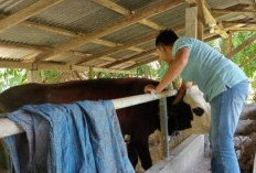 Cegah Wabah PMK, Dispertan Bengkulu Selatan Vaksinasi Sapi dan Kerbau