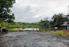 Anti Boncos, Ini Waktu yang Tepat Mancing Galatama Ikan Mas