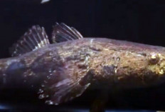 3 Fakta Unik Ikan Betutu: Dikenal Bodoh dan Pemalas