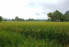 Sisa 671 Hektare Sawah di Selagan Raya Terancam Beralih Fungsi