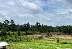 95 Hektare Lahan Sawah Tadah Hujan di Pino Raya Kekeringan 