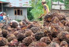 Harga TBS Sawit Terus Menanjak Naik, Usulan Replanting Kebun Meningkat 