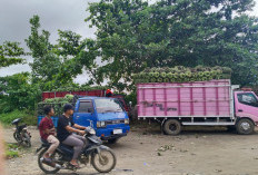  Masih Dibutuhkan, Bengkulu Usulkan 50 Kiloliter Minyak Tanah, Dikhususkan untuk Pulau Enggano