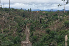 Bappenas Sebut Hutan Bengkulu Terancam, Lemahnya Pengawasan Jadi Titik Rawan