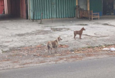 Anjing Berkeliaran di Tempat Umum, Pemilik Terancam Pidana