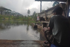 Wajib Diketahui Pemancing Galatama Ikan Mas Bengkulu, Ini Rekomendasi Aroma Esen Paling Jitu!