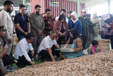 Ekspor Pinang ke Arab Saudi dan Bangladesh, Berdayakan Petani Pinang di Jambi, Lampung dan Bengkulu