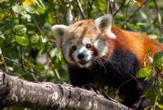 Mengenal Lebih Dekat Panda Merah, Ternyata Berbeda dengan Panda di China