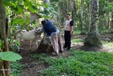 Mulai Disuntikan, 1.000 Dosis Vaksin Ngorok Sasaran Wilayah Ini di Kabupaten Kaur