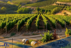 Negara yang Terbagi Dua Etnis! Berikut 5 Fakta Menarik Siprus