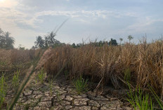 2 Kelurahan Rawan Kekeringan, Ini Langkah BPBD Kota Bengkulu