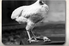 Ayam Bisa Hidup Tanpa Kepala! Berikut 10 Fakta Unik yang Jarang Diketahui