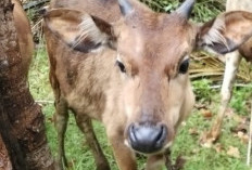 BPD Protes Pengadaan Sapi Ketahanan Pangan di Desa Nanti Agung, Diduga Terjadi Pembengkakan Anggaran