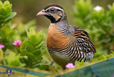 Pemalu! Berikut 5 Fakta Unik Burung Coqui Francolin