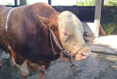 Sapi Kurban dari Presiden untuk Seluma Seberat 977 Kg, Akan Dikurbankan di Masjid Al-Ikhlas 