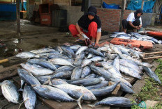 Hasil Tangkapan Nelayan Naik, Disperkan Klaim Ini Penyebabnya
