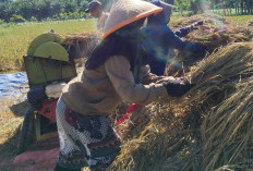 Panen Raya Padi Lebong Melimpah, Harga Gabah Petani Tertekan