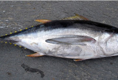 Bisa Mati Jika Tak Bergerak, Ikan Tuna Menjadi Spesies Istimewa Antar Ikan Laut