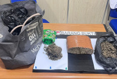  Tangkap Tsk Narkoba, Polisi Amankan 3 Paket Besar Ganja