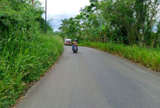 Jalan Lintas Kepahiang-Pagaralam (Sumsel) Menyemak, Tebas Bayang Tak Berjalan