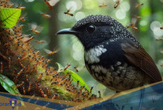 Burung Pengintai! Berikut 7 Fakta Unik Black faced Antbird