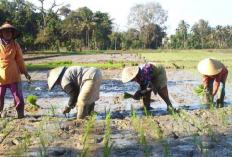 Petani Padi di Lubuk Pinang Berharap Bantuan Alsintan 