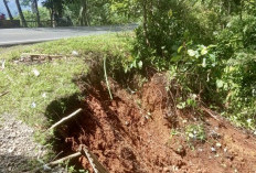 Waspada Longsor dan Pohon Tumbang! Ini Pesan BPBD Bengkulu Tengah 