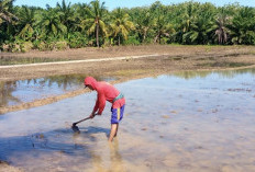 Petani Keluhkan Penyaluran Pupuk Subsidi Tidak Sesuai Kebutuhan, Dinas Pertanian Belum Beri Tanggapan
