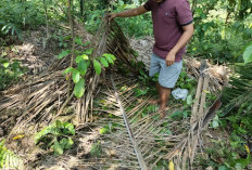 Peternak di Kabupaten Kaur Harus Waspada, Begal Sapi Kembali Beraksi