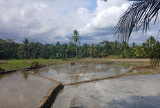 Kabar Baik, Musim Tanam Tiba Pupuk Subsidi untuk Petani di Bengkulu Selatan Disalurkan