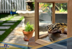 Jadi Idaman Pencinta Reptil! Berikut 3 Morph Leopard Gecko Paling Populer