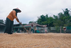 Alih Fungsi Lahan Persawahan Tak Terbendung