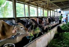 Miliki Populasi Sapi Terbanyak, Kabupaten Ini jadi Penyumbang Produksi Daging Terbesar