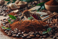 Tak Perlu Insektisida, Ini 7 Tips Aman Mengusir Nyamuk dengan Bubuk Kopi