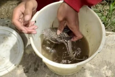 Fakta Unik Ikan Sapu Sapu, Bukan Sekedar Pembersih Aquarium dan Kolam