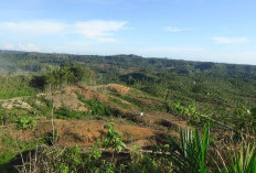 Walhi Sebut Bencana di Provinsi Bengkulu Karena Kerusakan Hutan Secara Masif