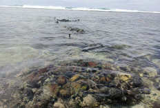 Tambak Udang Langgar Aturan, Picu Petaka Laut Kaur: Terumbu Karang Rusak, Ikan Sulit 