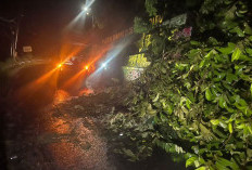 Pohon Tumbang, Akses Kepahiang - Kabawetan Terganggu 