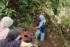 Rafflesia Kemumuensis Mekar Lagi, Spesies Langka di Bengkulu Utara 