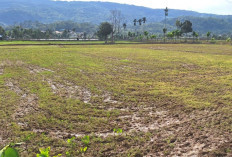 Hampir 40 Hektare Sawah Alami Kekeringan: Ini yang Dilakukan PUPR-P Lebong  