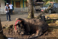 5 Provinsi Penyumbang Daging Sapi Terbanyak di Indonesia