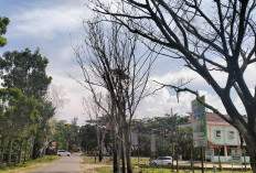Pohon Mati Ancam Keselamatan Pengguna Jalan, Penanaman Kembali Tunggu Pemangkasan