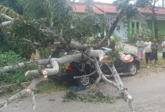 Angin Kencang, Mobil Minibus Nyaris Gepeng Tertimpa Pohon di Jalan Sungai Rupat
