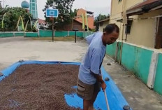 Kian Anjlok, Harga Kopi Dekati Rp40 Ribu Per Kilogram