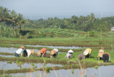 Lebih 60 Hektare Sawah di Bengkulu Utara Alih Fungsi, Jumlah Pupuk Subsidi Berkurang