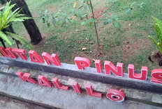 Cocok untuk Foto Instagram di 2025! Berikut 4 Destinasi Wisata Purworejo Selain Pantai yang Paling Populer