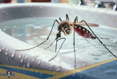 Ada yang Mematikan! Berikut 7 Jenis Nyamuk Paling Umum di Dunia